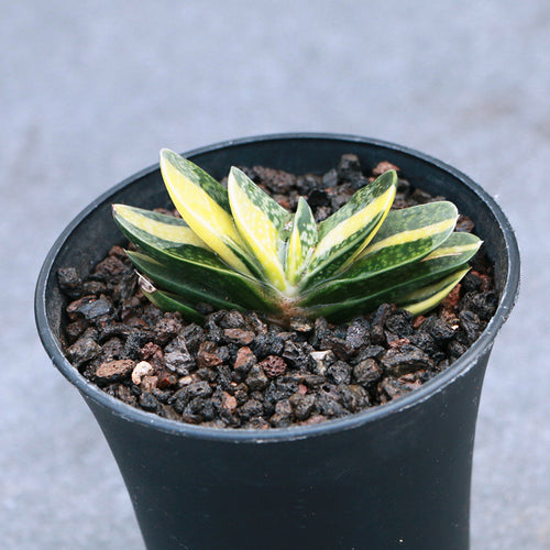Real Live Succulent Cactus Plant :  Gasteria gracilis f. variegata