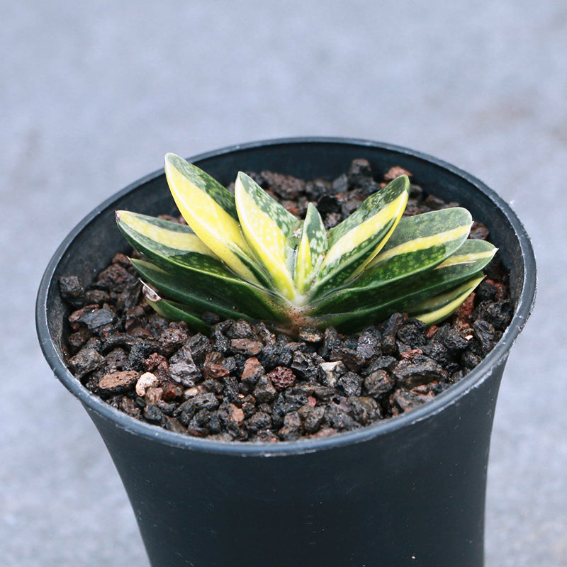 Real Live Succulent Cactus Plant :  Gasteria gracilis f. variegata